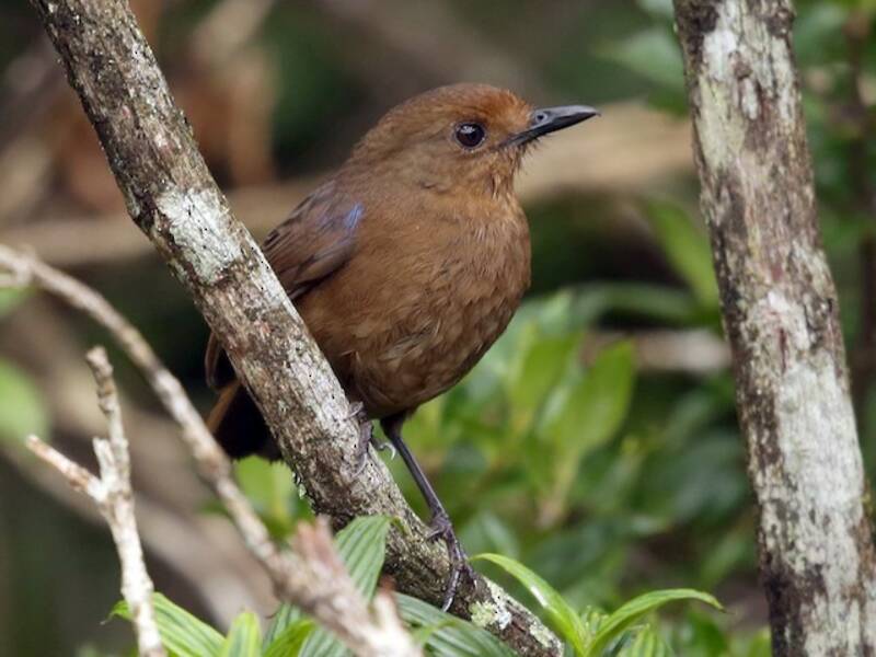 Sri Lanka Whistling-Thrush, 照片 2