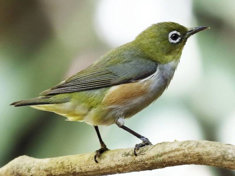 Rotflanken-Brillenvogel, Fotos 4