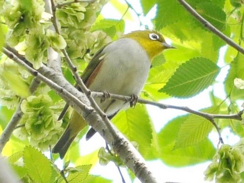 Rotflanken-Brillenvogel, Fotos 3