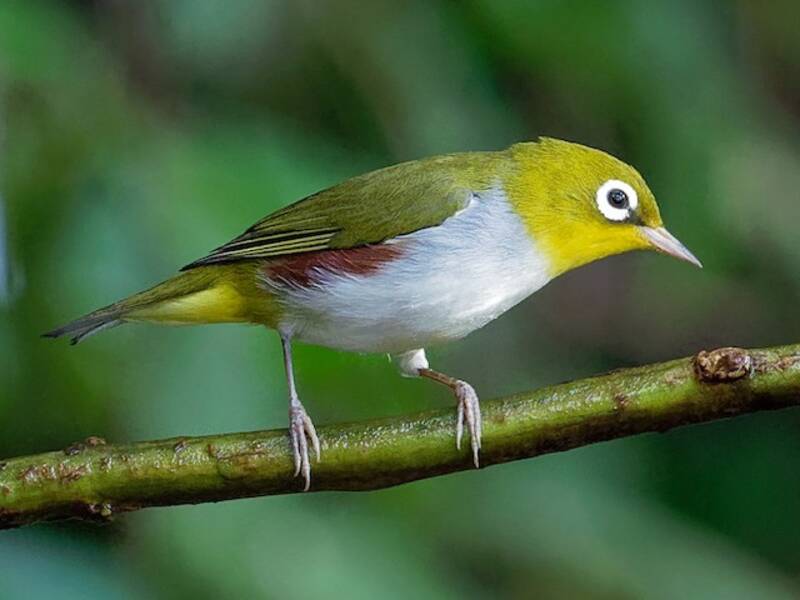 Rotflanken-Brillenvogel, Fotos 2