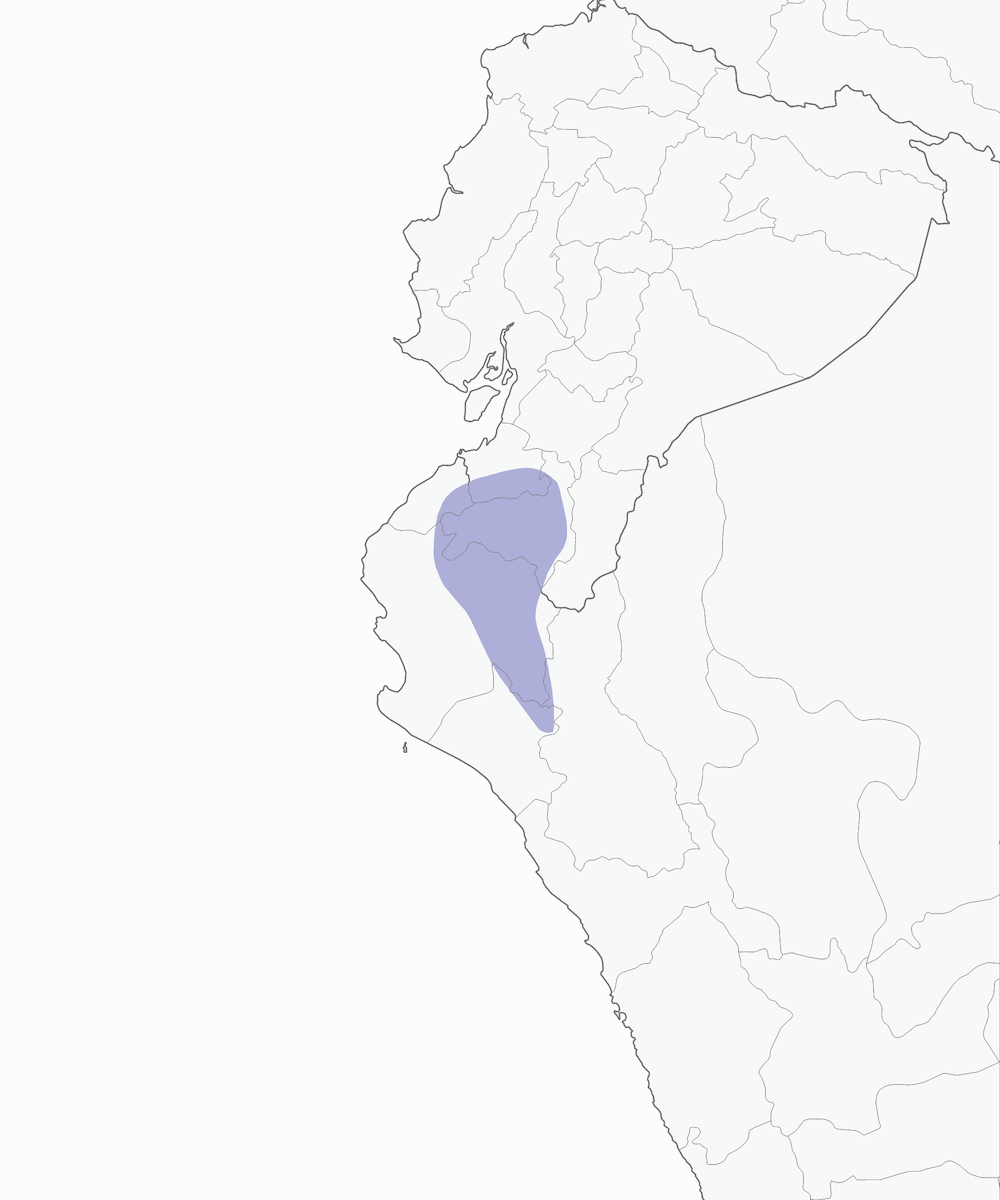 Batará de Chapman, Distribución 1