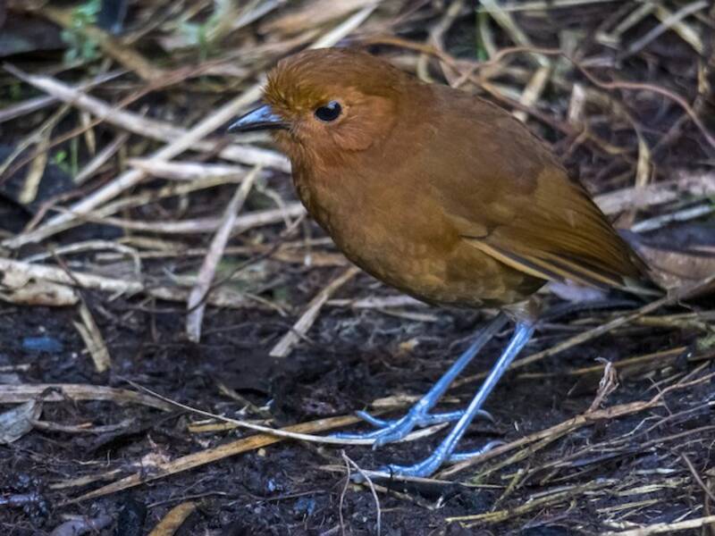 Chami-Ameisenpitta