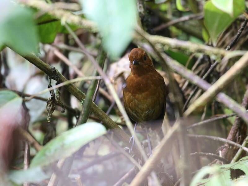 Chami-Ameisenpitta, Fotos 4
