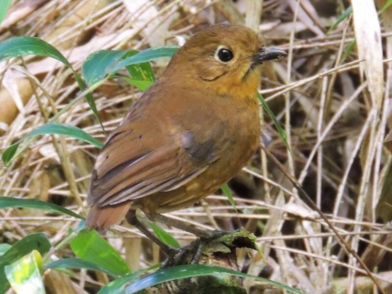 Chachapoyas Antpitta, 照片 3