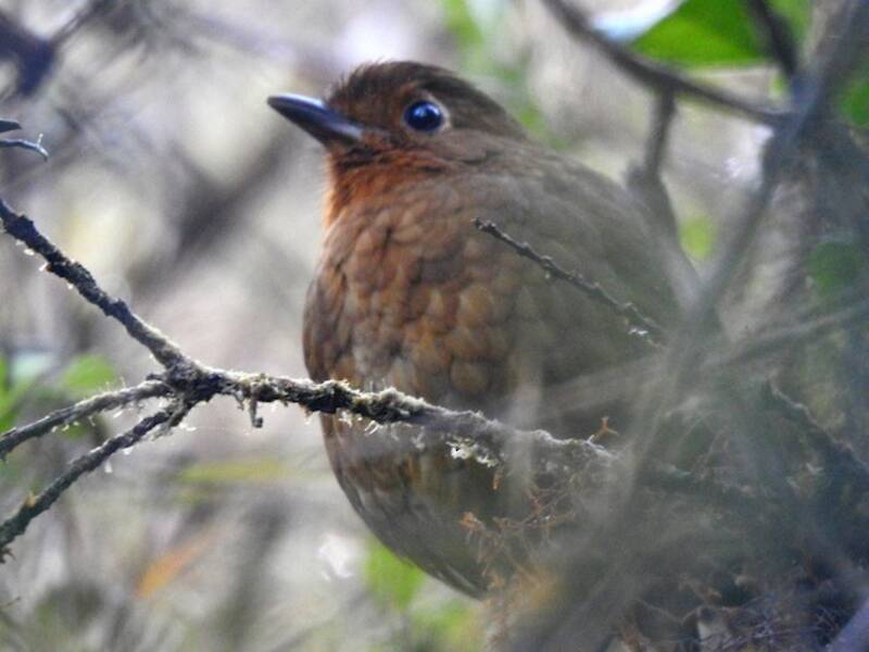 Chachapoyas Antpitta, 照片 2