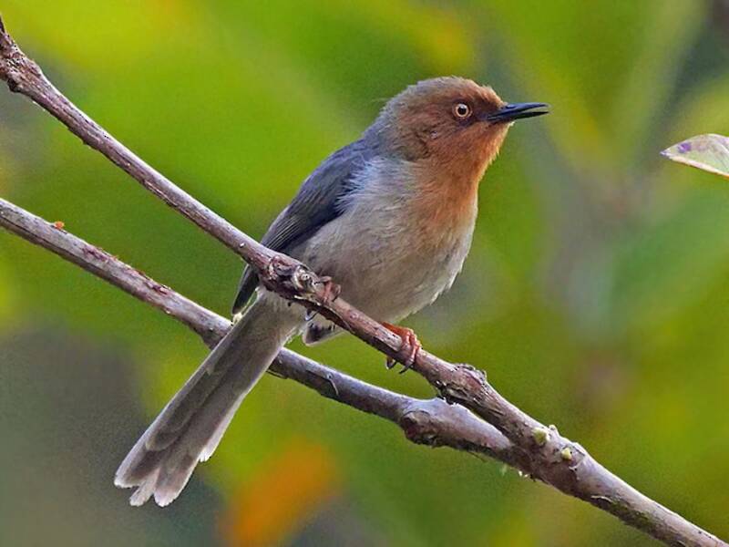 Chapin's Apalis, Photos 4
