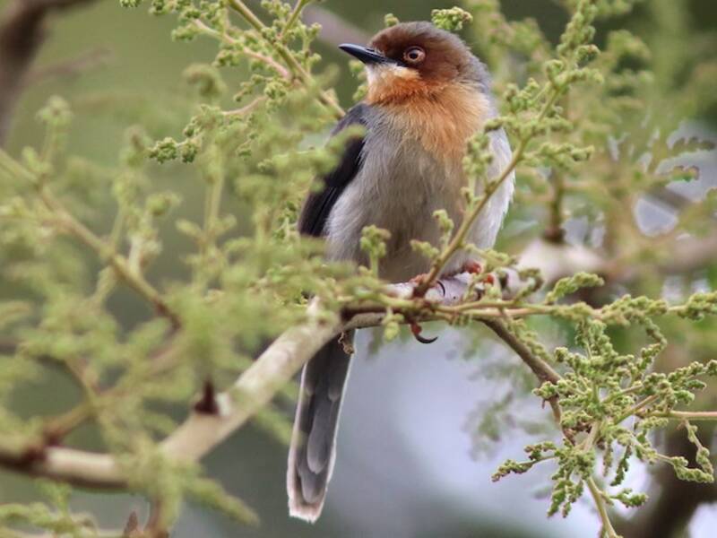Chapin's Apalis, Photos 2