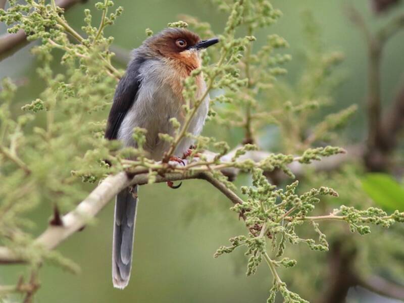 Chapin's Apalis, Photos 3