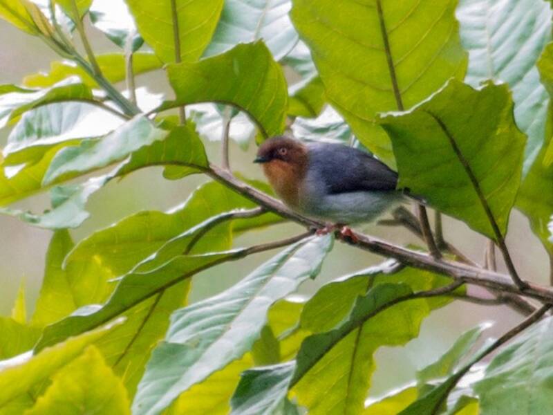 Chapin's Apalis