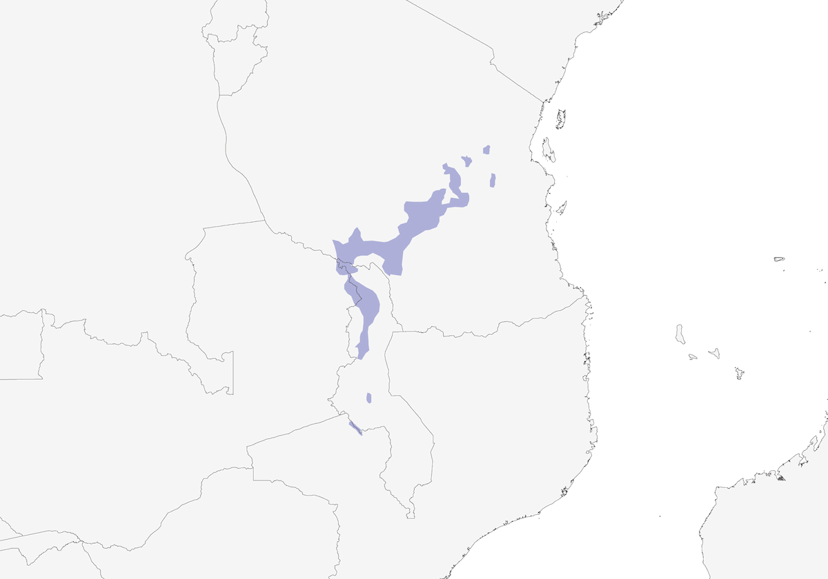 Chapin's Apalis, Distribution 1