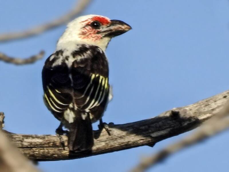 Chaplinbartvogel, Fotos 2