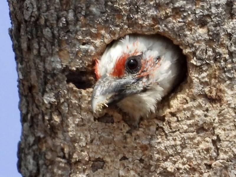 Chaplinbartvogel, Fotos 3