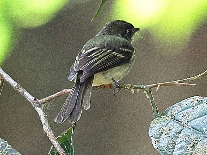 Chapman's Bristle-Tyrant, Photos 2
