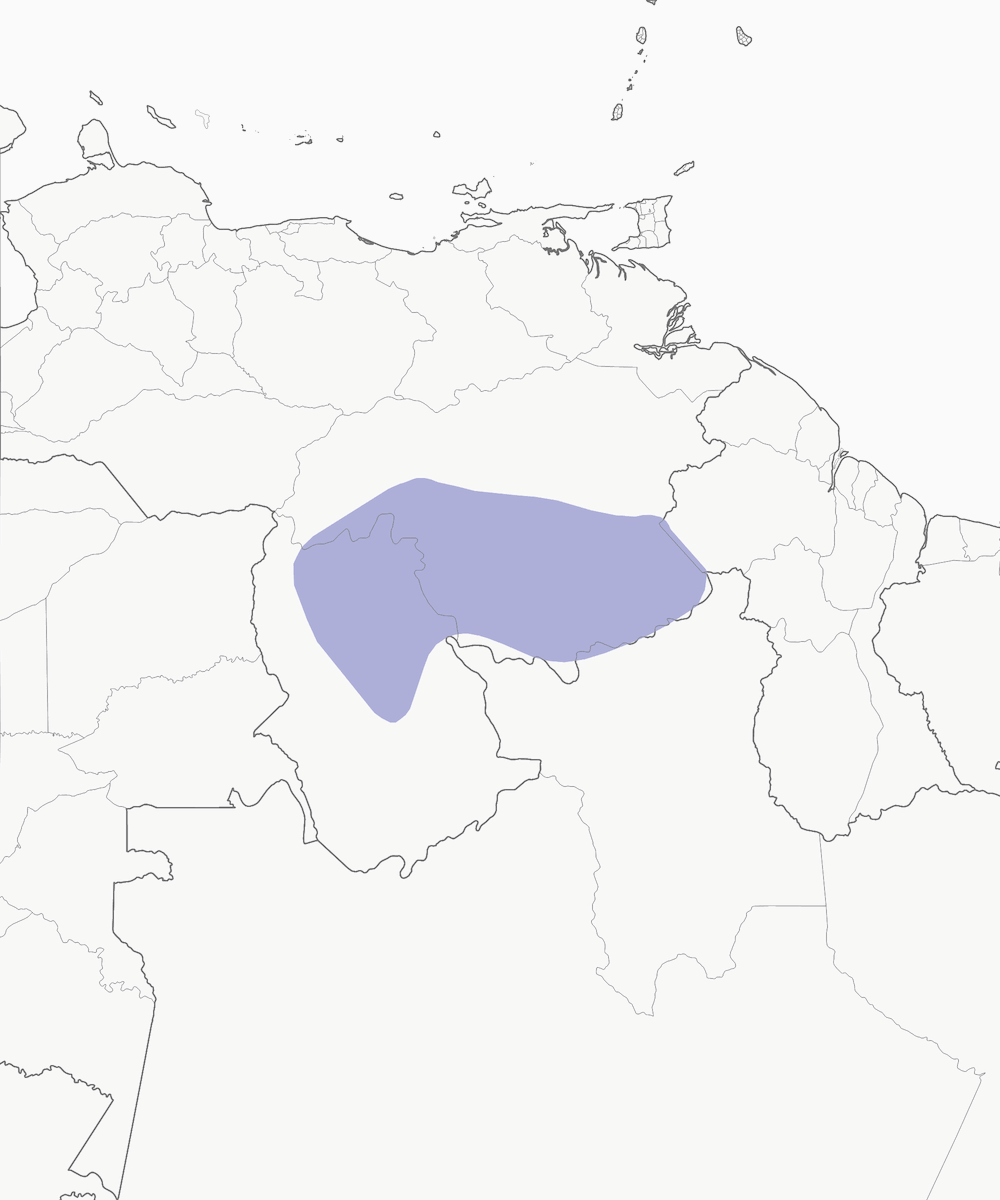 Chapman's Bristle-Tyrant, Distribution 1