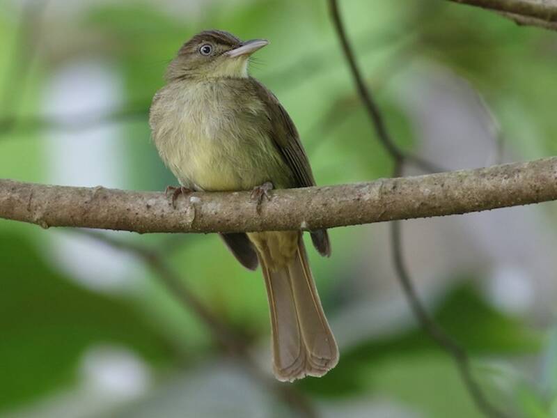 Charlotte's Bulbul, 照片 4