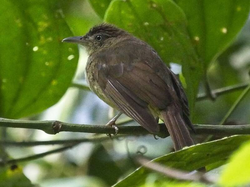Charlotte's Bulbul, 照片 3