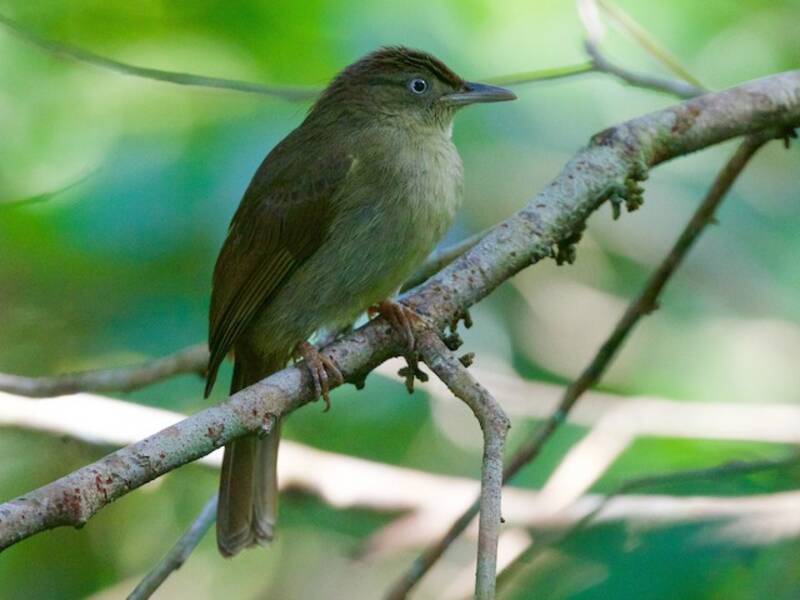 Charlotte's Bulbul, 照片 2