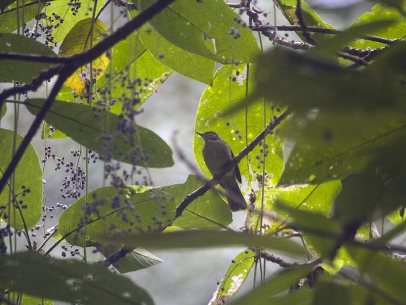 Bulbul di Charlotte