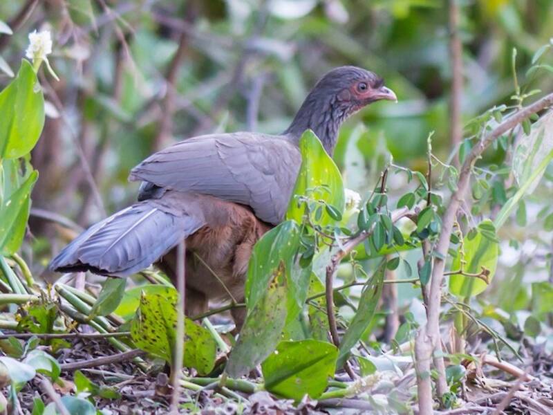 Chacochachalaca, Fotos 4