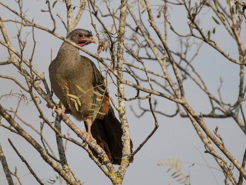 Chacochachalaca, Fotos 2