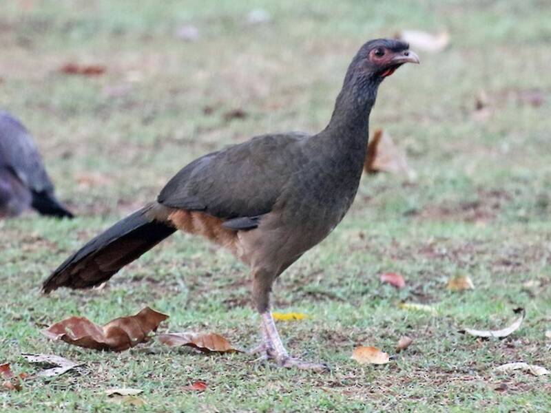 Chacochachalaca