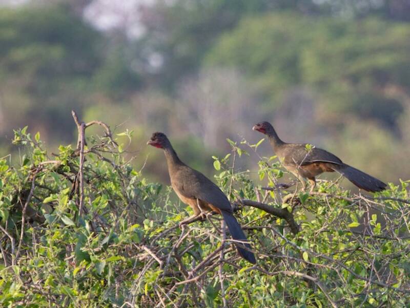 Chacochachalaca, Fotos 3