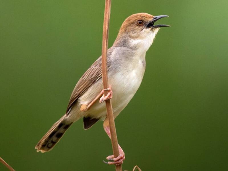 Chattering Cisticola