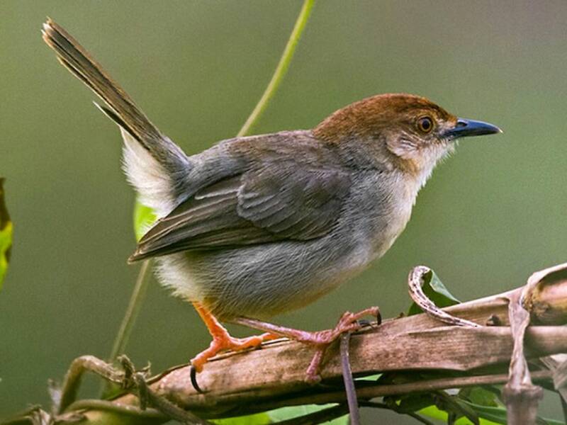 Chattering Cisticola, Photos 2