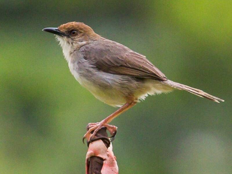 Chattering Cisticola, Photos 3