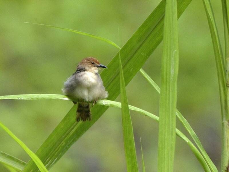 Chattering Cisticola, Photos 4