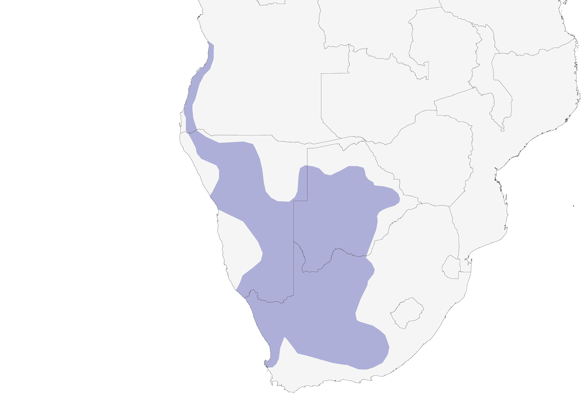 Pigliamosche chiacchierino, Distribuzione 1