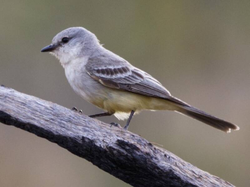 Chapada Flycatcher, Photos 3