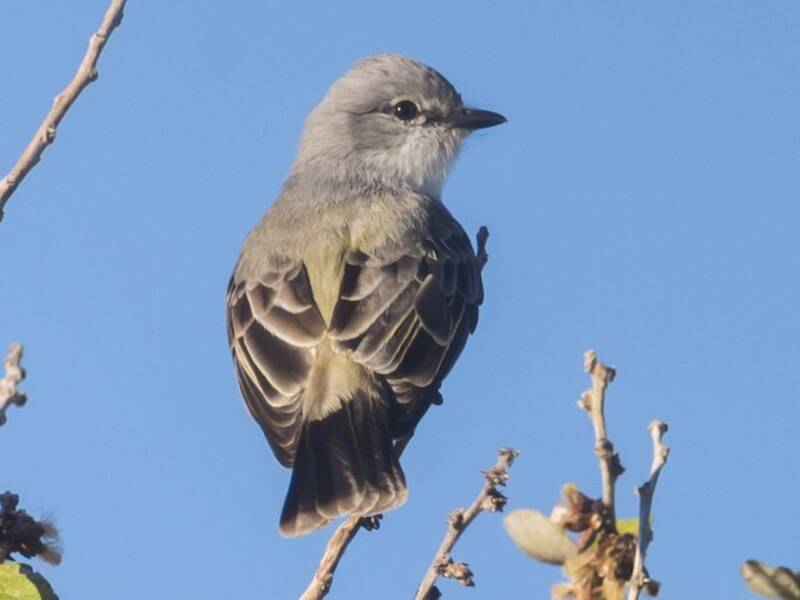 Chapada Flycatcher, Photos 4