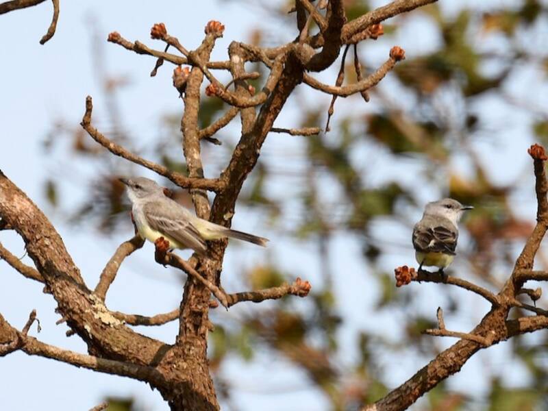 Chapada Flycatcher, Photos 2