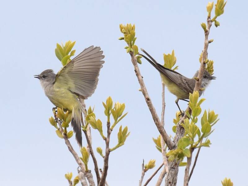 Chapada Flycatcher