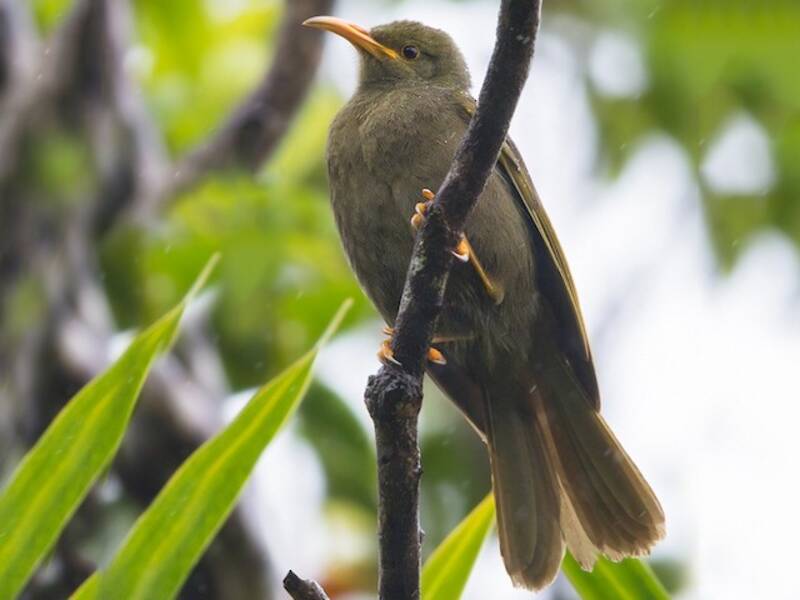 Melifago gigante beccogiallo, Foto 2