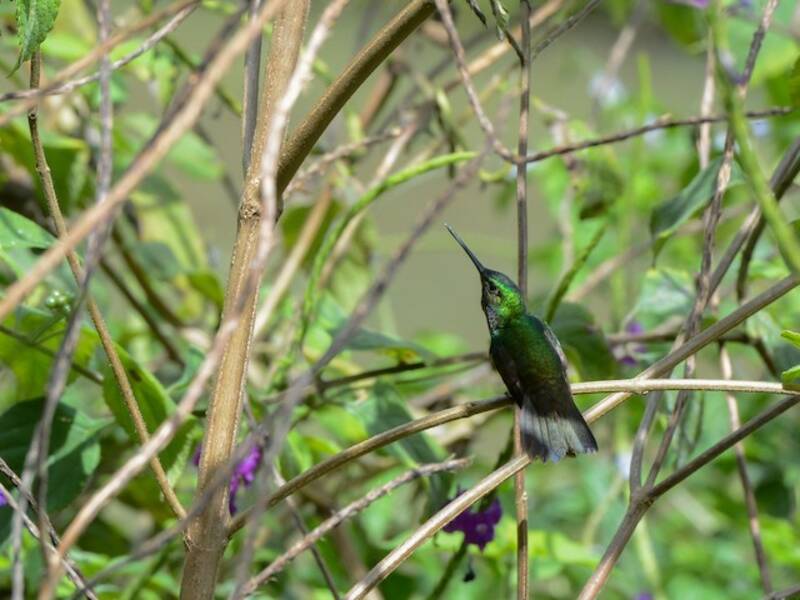 Schmuck-Andenkolibri