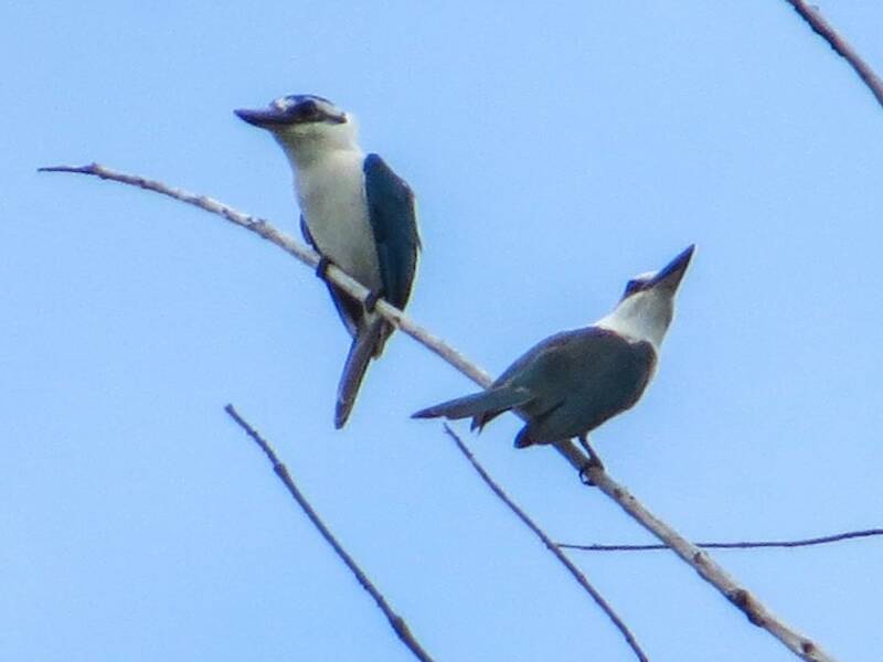 Plauder-Eisvogel, Fotos 2
