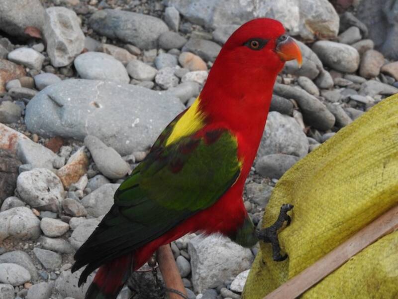 Chattering Lory