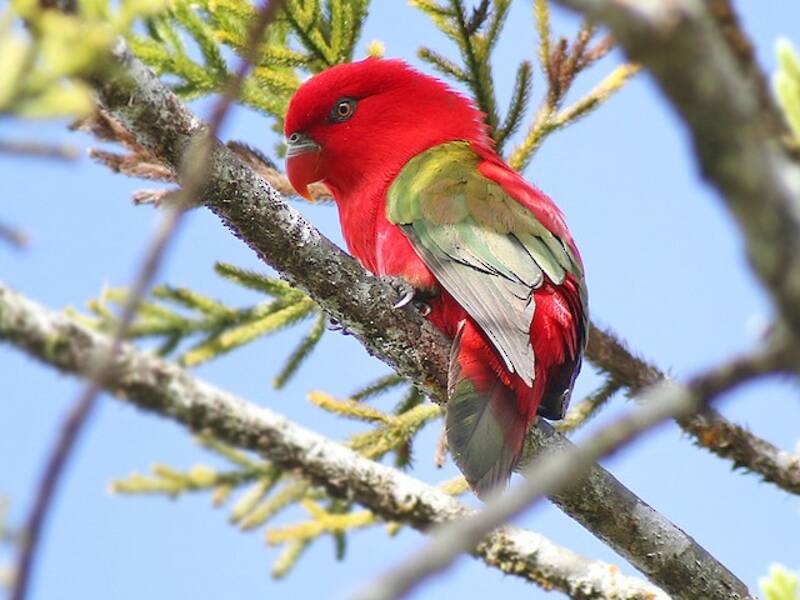 Chattering Lory, Photos 3