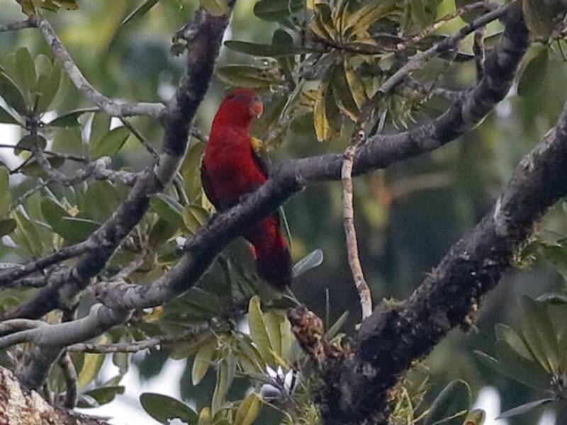 Chattering Lory, Photos 2