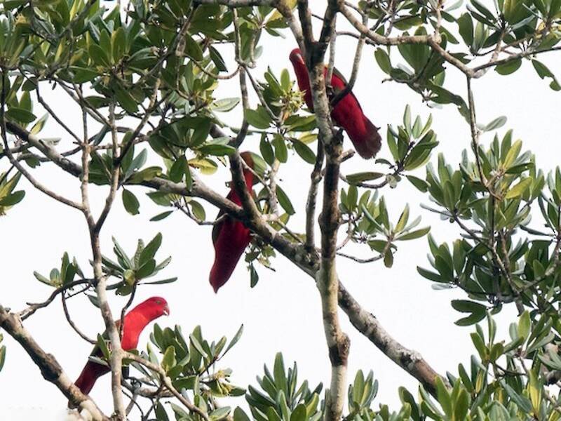 Chattering Lory, Photos 4