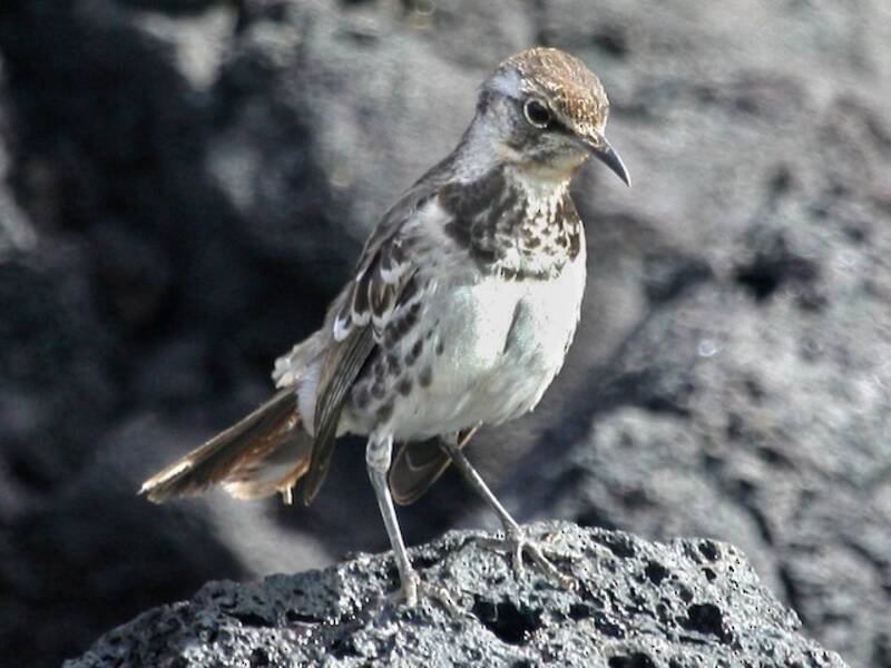 Floreana Mockingbird, Photos 4