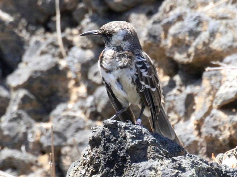 Floreana Mockingbird, Photos 2
