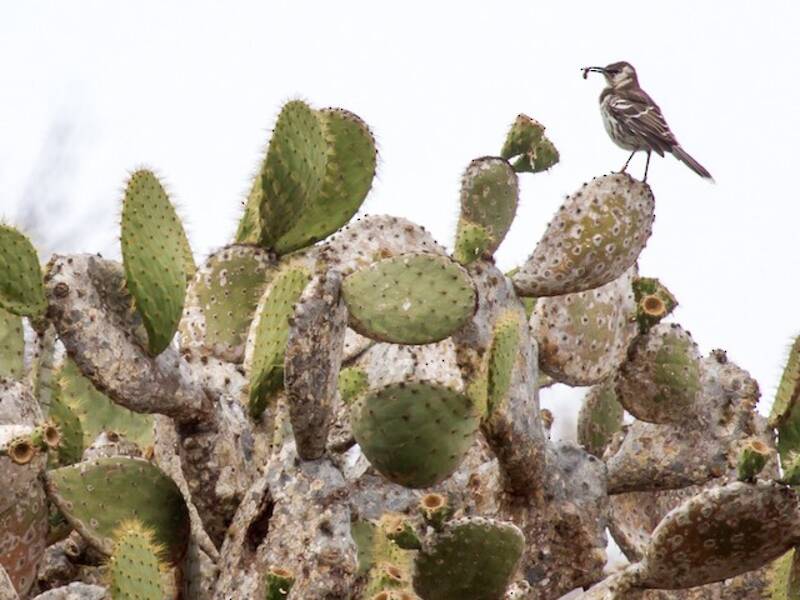Floreana Mockingbird, Photos 3