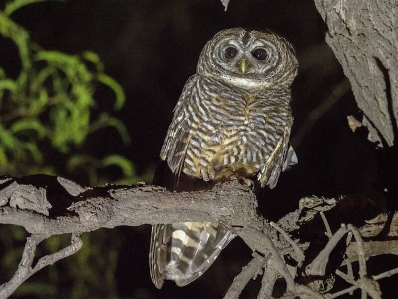 Chaco Owl