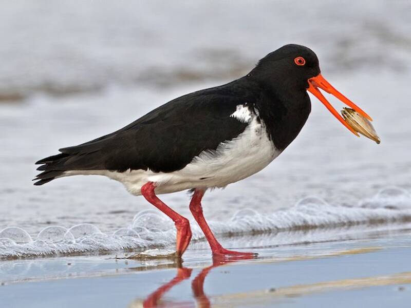 Chatham Islands Oystercatcher, 照片 2
