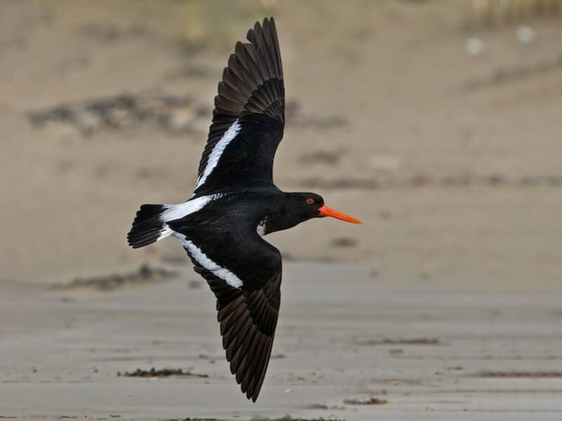 Chatham Islands Oystercatcher, 照片 3