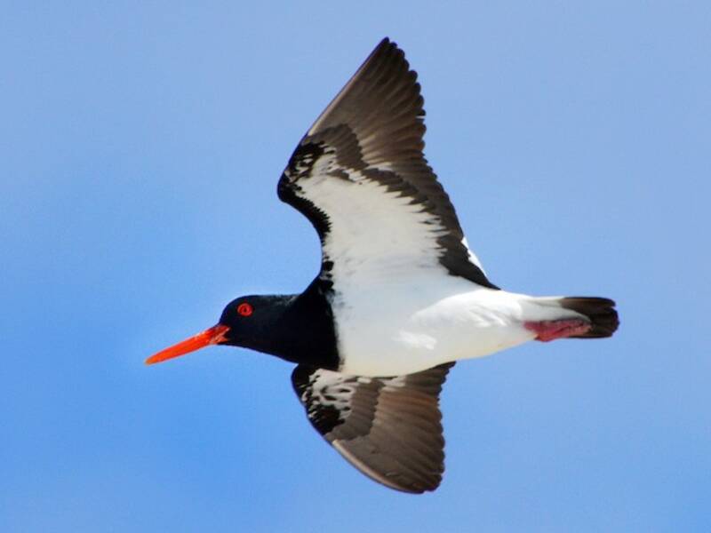 Chatham Islands Oystercatcher, 照片 4