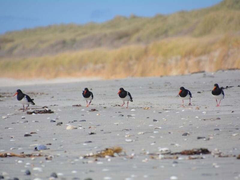 Chatham Islands Oystercatcher